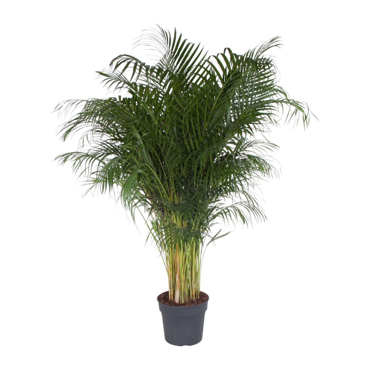 Dypsis Lutescens - 200 cm - ø34