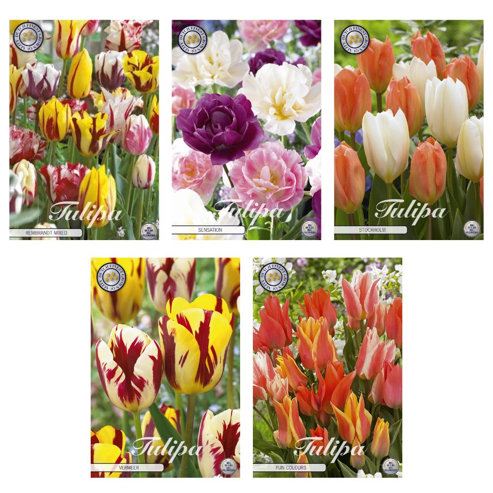 Prachtvolle Gartentulpen-Mix: 50 Zwiebeln, 5 Sorten - Rembrandt, Garden & Greigii Tulpen