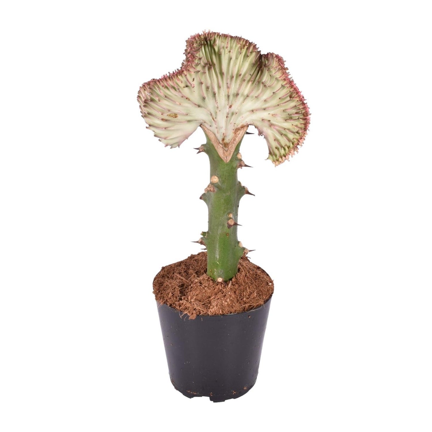 Euphorbia lactea Cristata Rot- 30 cm - ø10,5