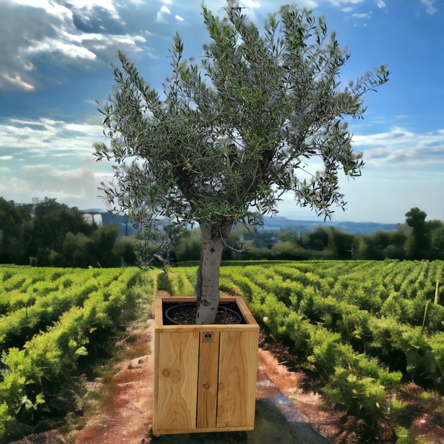 Olea europaea am Stiel – Olivenbaum im eleganten Stieltopf (45 Liter)