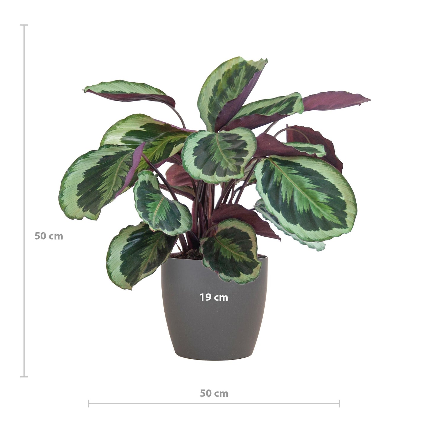 Calathea Medaillon mit Viber Grau- 65cm - Ø21