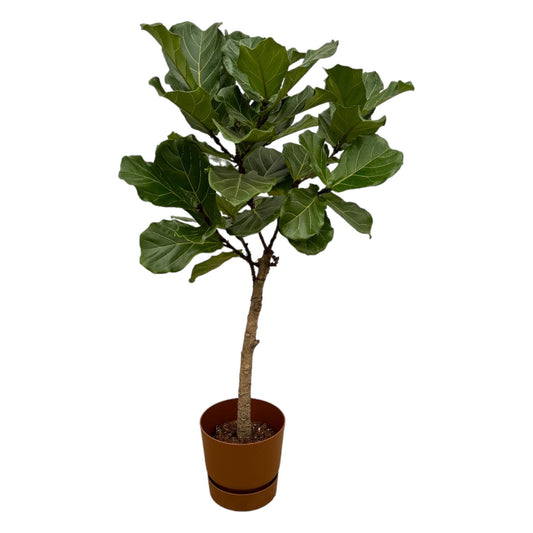 Ficus Lyrata stam inclusief elho Greenville Round bruin - 160 cm - Ø30