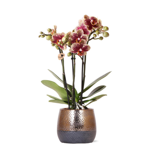 Kolibri Orchids | gelb rote Phalaenopsis Orchidee - Spanien + Elite Ziertopf Kupfer - Topfgröße Ø9cm - 40cm hoch | blühende Zimmerpflanze im Blumentopf - frisch vom Züchter