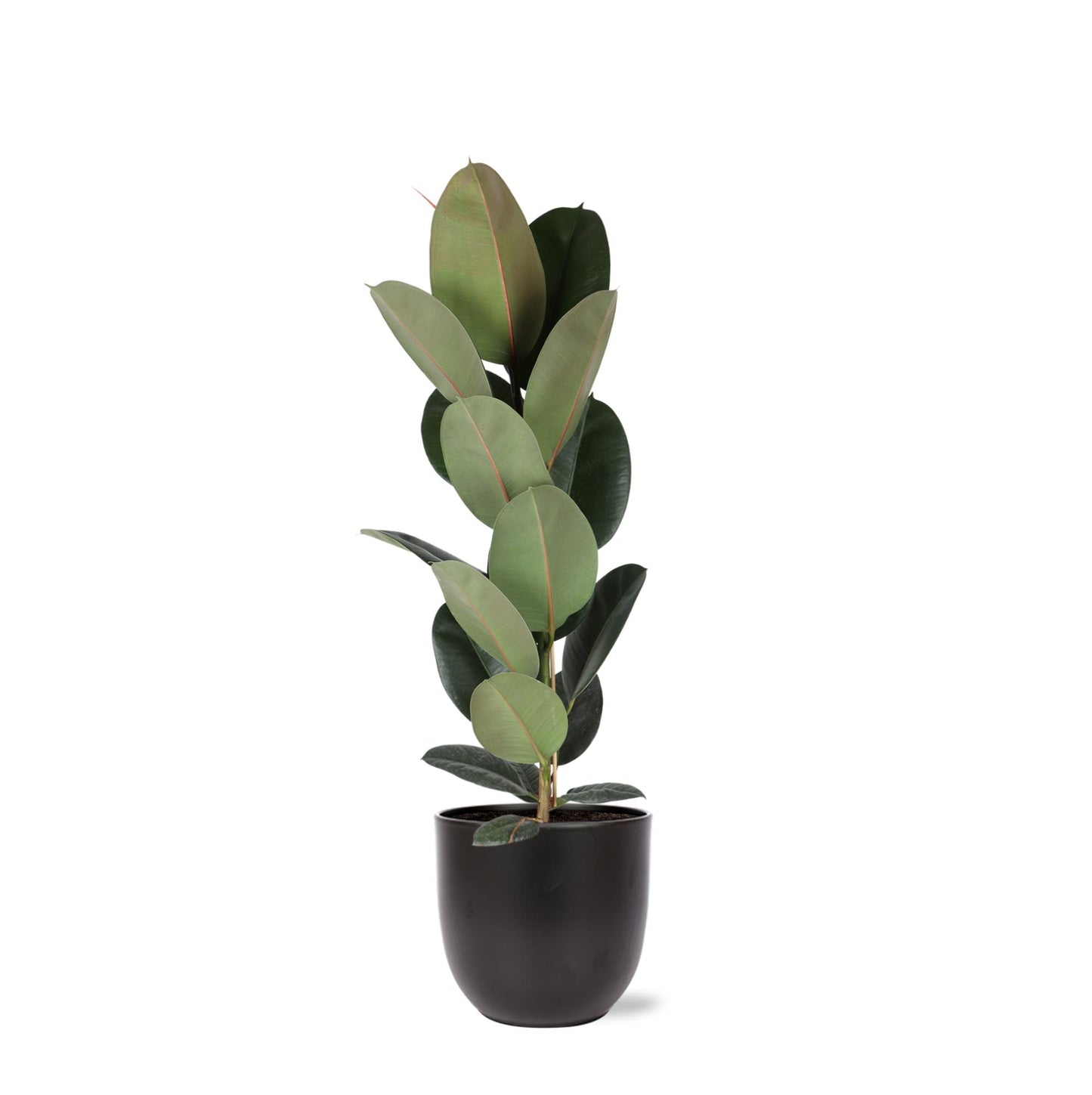 Ficus Elastica Robusta - Ø21cm - ↕90cm in Boule Anthrazit Topf