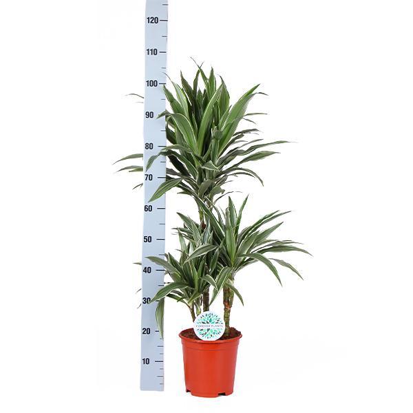 Dracaena Warneckii Ø21cm, ↕65cm im Albury BLACK Print-Korb