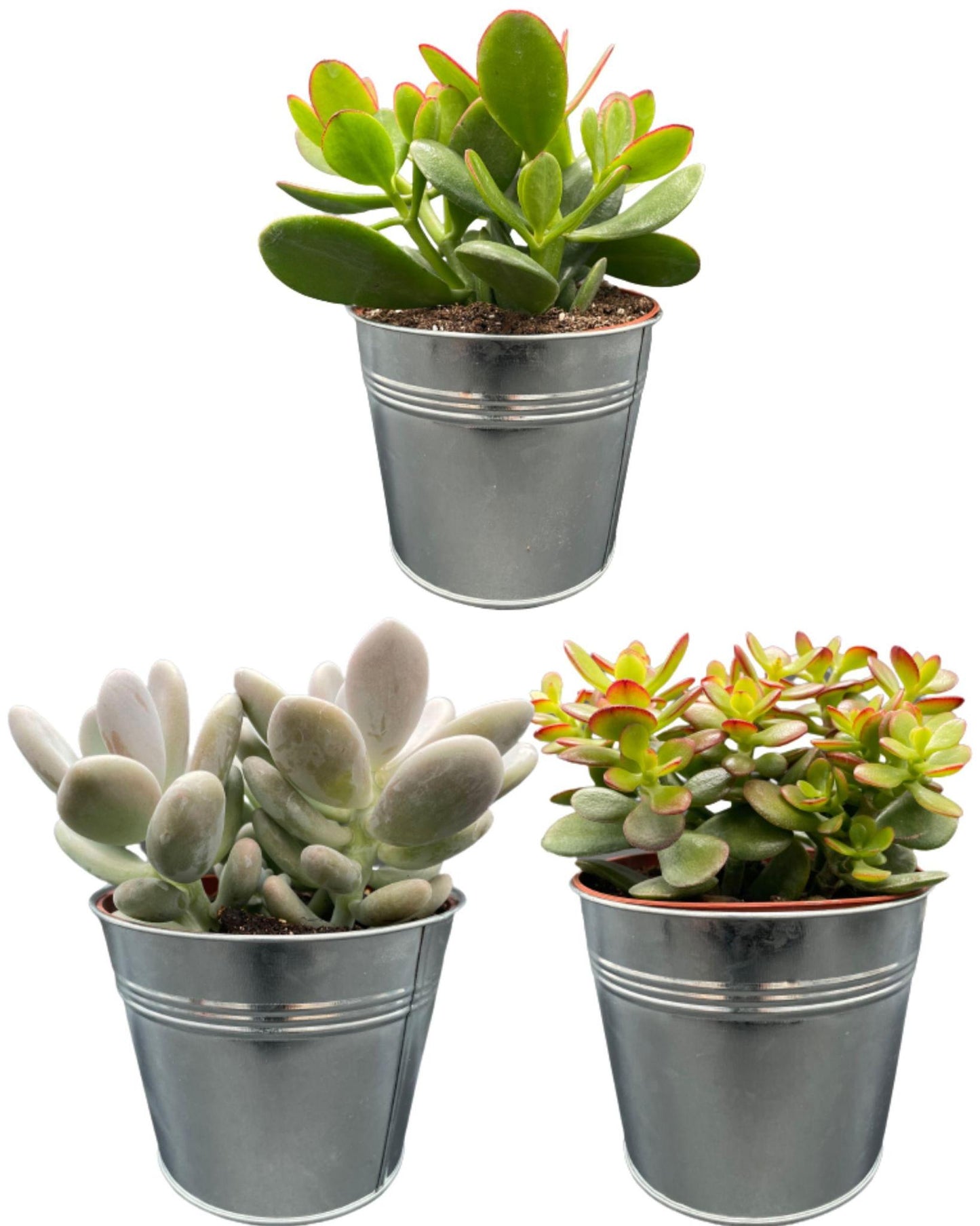 Succulenten Mix - 12cmØ- 16-22cm Groß- (3 Stück ) - Zinc - Ø13 cm