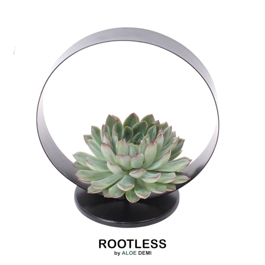 ROOTLESS Succulent Echeveria Pulidonis auf Deko Tischstandard Ø20 cm - ↕20 cm