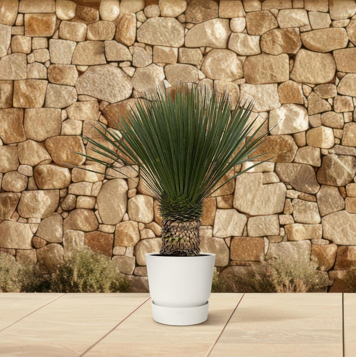 Yucca Rostrata - 120cm - Ø35cm