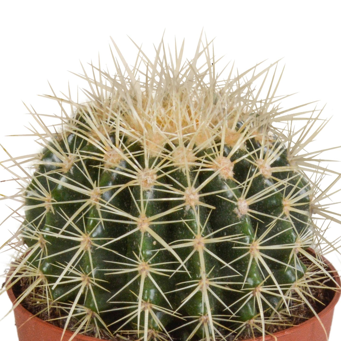 Echinocactus grusonii - 12cm