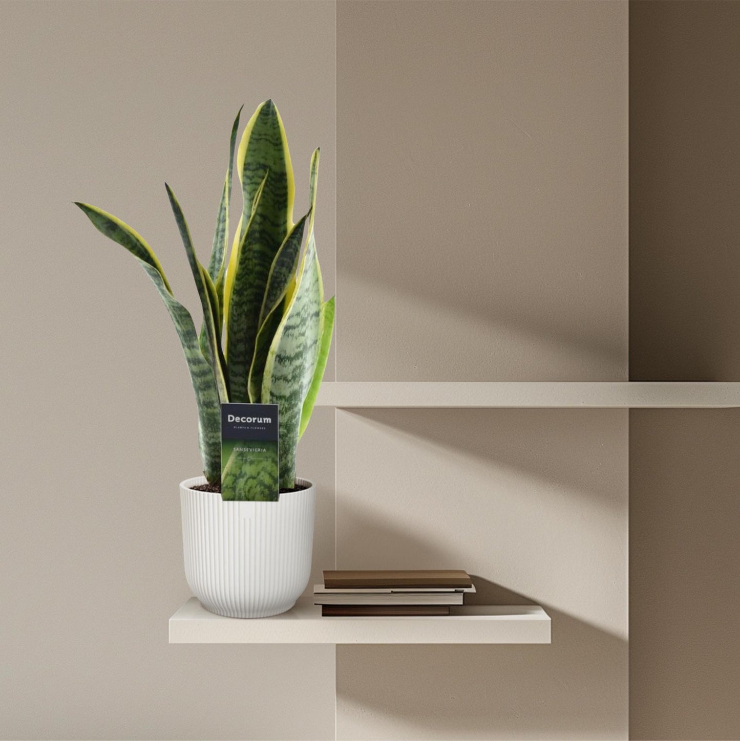 Sansevieria Laurentii - 45 cm - ø12 cm