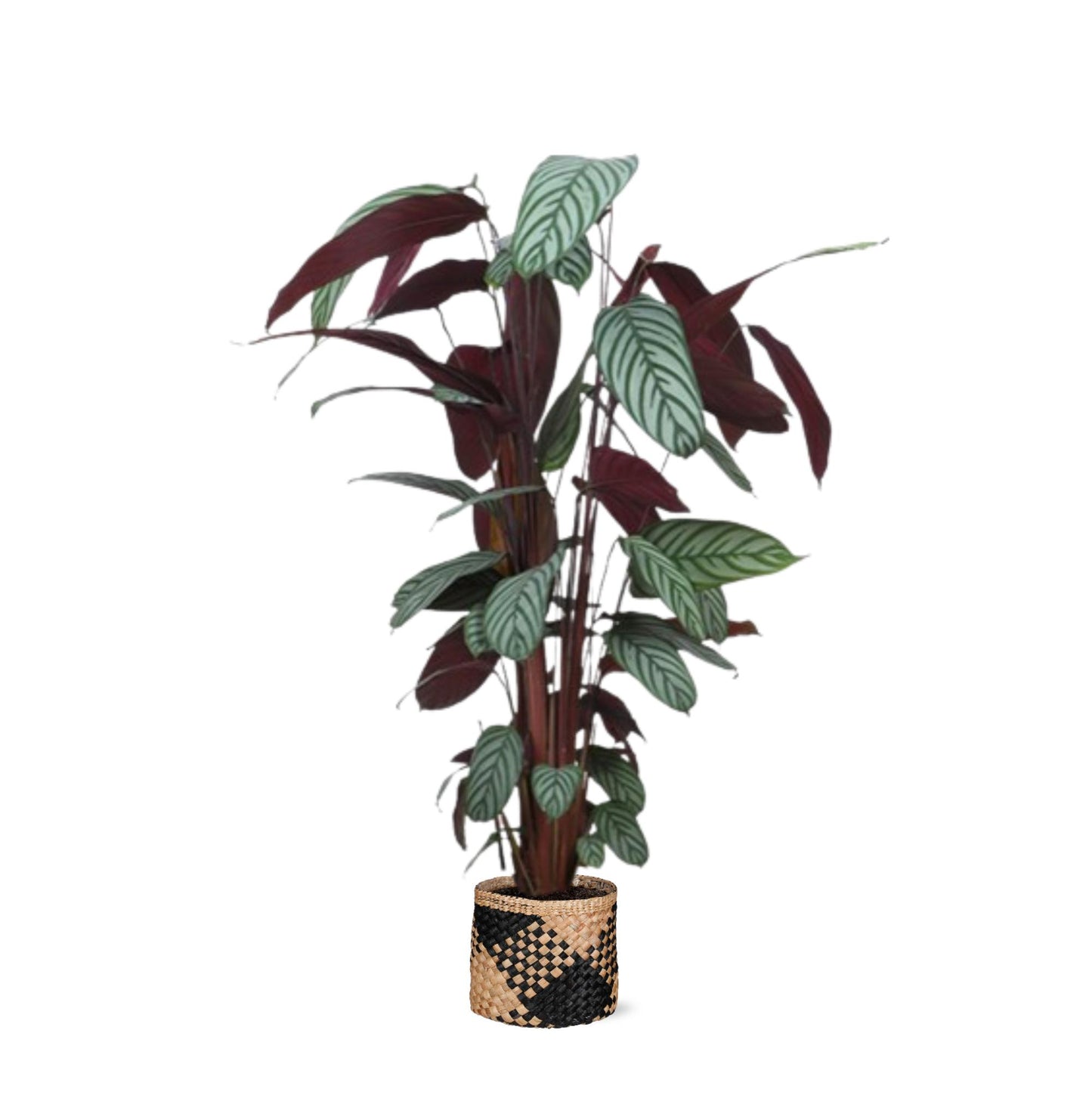 Ctenanthe Oppenheimiana Ø27cm ↕130cm in Albury BLACK print mand