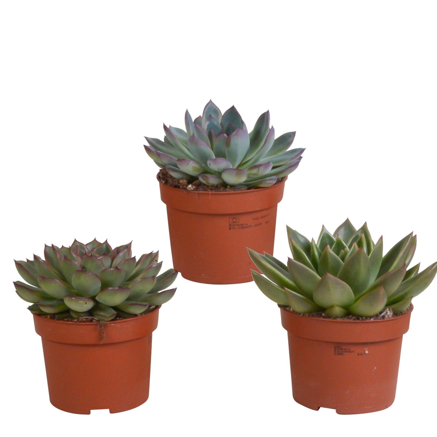 Echeveria-Mix 10,5 cm - 3x - Ohne Topf