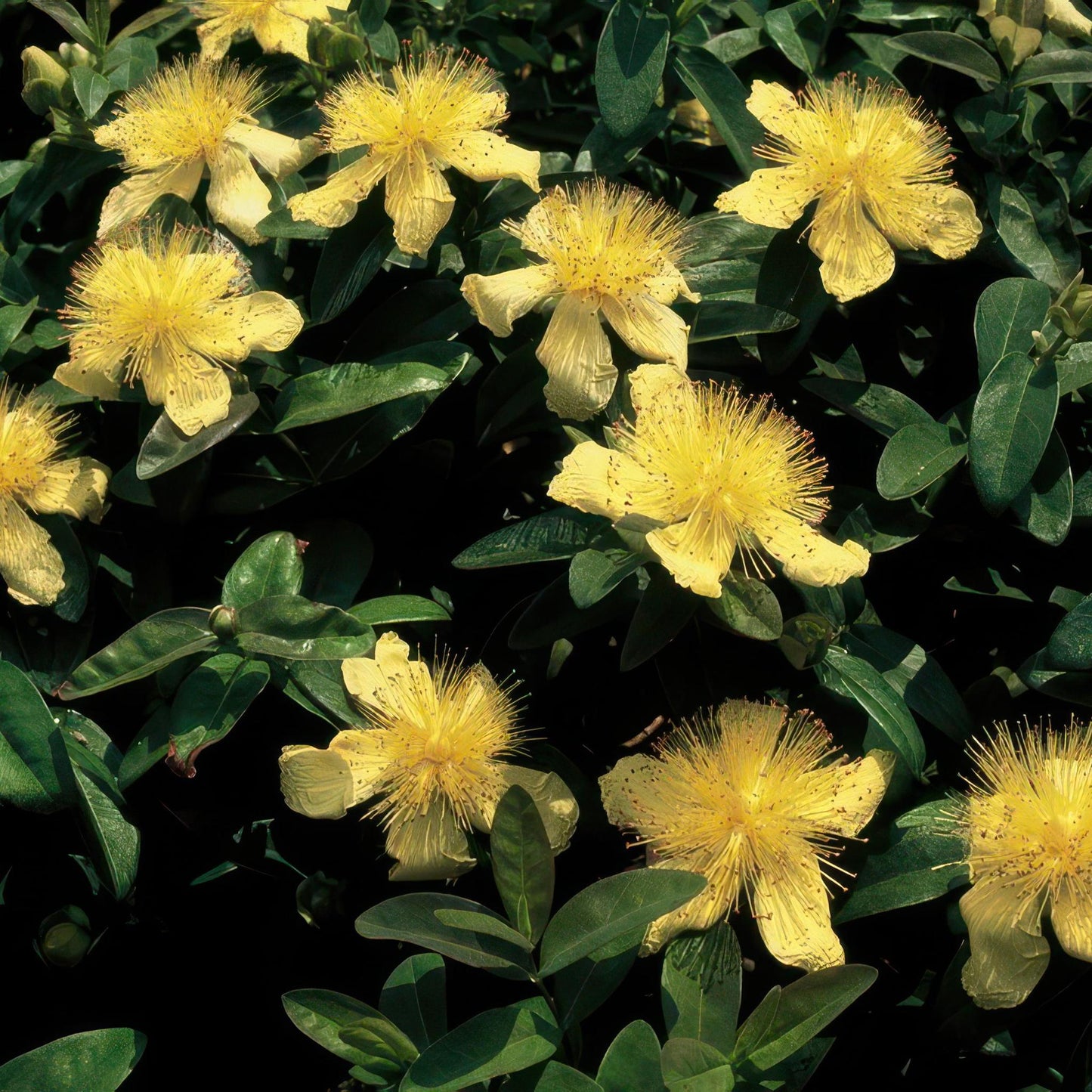 Hypericum calycinum | 40er-Set Johanniskraut | Winterhart