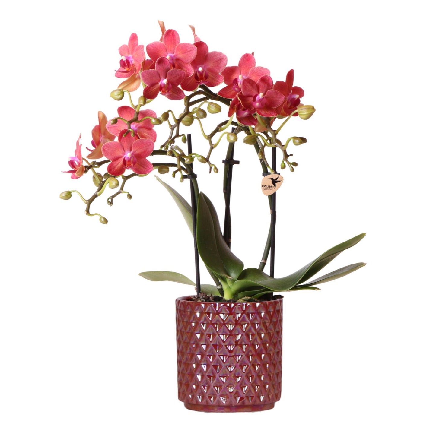 Kolibri Orchids | Rote Phalaenopsis-Orchidee Congo + Roter Pearl-Topf - Topfgröße Ø9cm | Blühende Zimmerpflanze - Frisch vom Züchter