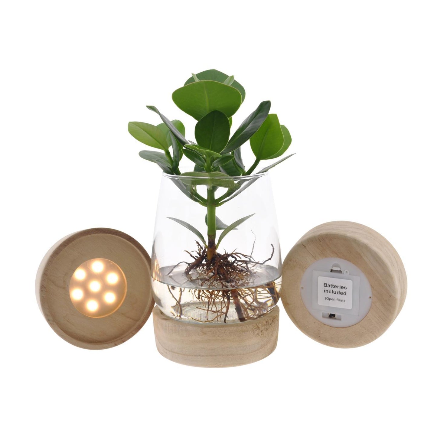 Clusia im Kingston Glas mit LED - Ø12 cm - ↕30 cm | Stilvolle, Beleuchtete Pflanze im Glas