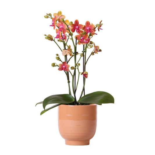 Orange duftende Phalaenopsis-Orchidee im cognacfarbenen Stripe-Ziertopf - Topfgröße Ø12cm