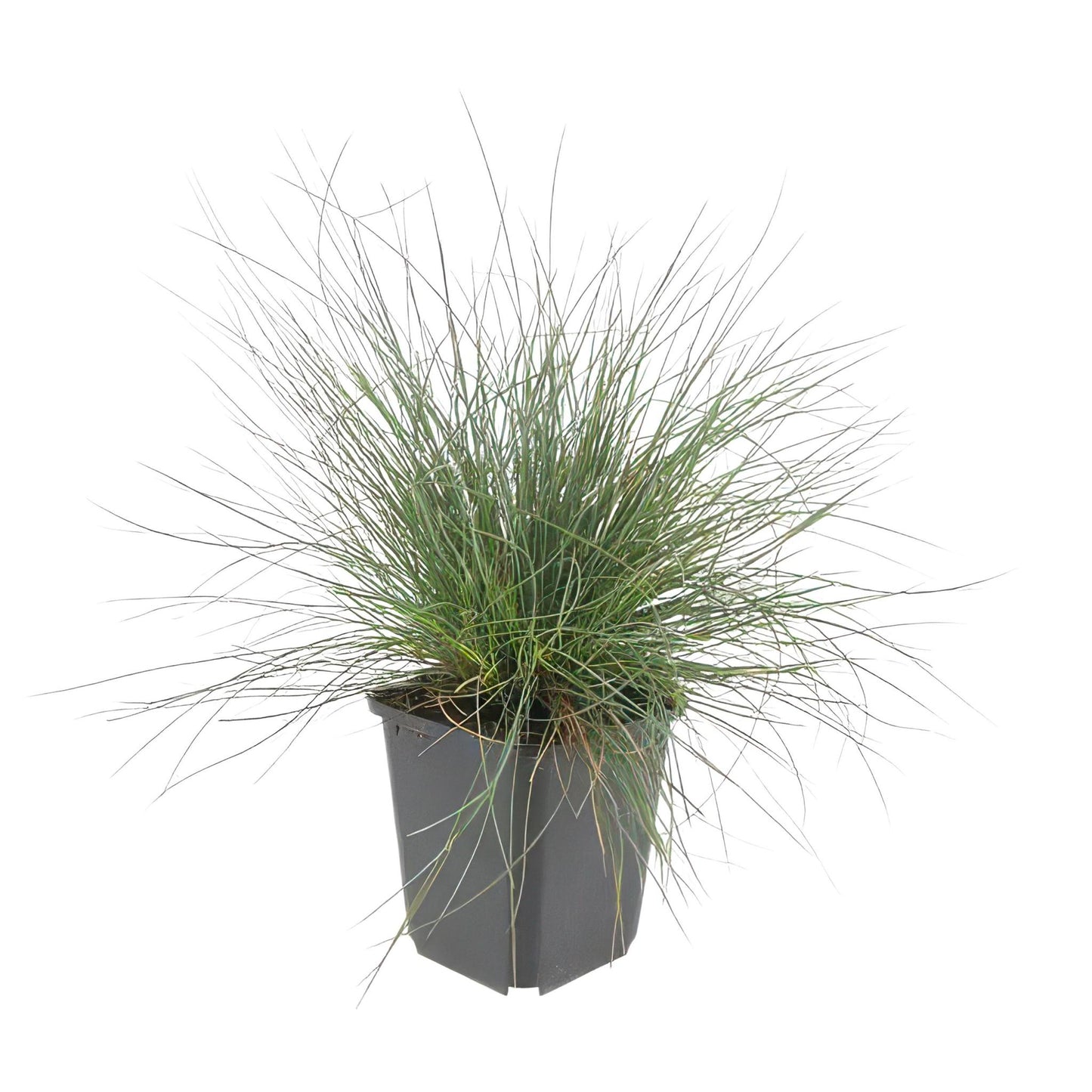 Festuca glauca 'Elijah Bleu' - ↕10-25cm - Ø9cm  - 20x