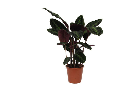 Calathea Warscewiczii - 80 cm - Ø19cm Exotische Zimmerpflanze mit Markantem Blattwerk