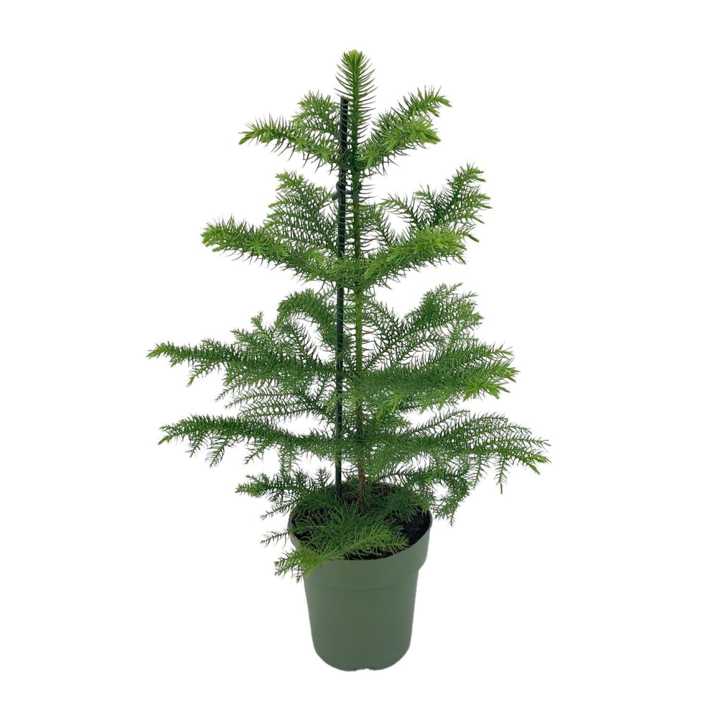 Araucaria Heterophylla | Elegante Zimmertanne | Exotischer Nadelbaum | Ø14cm Topf, ↕40cm Höhe