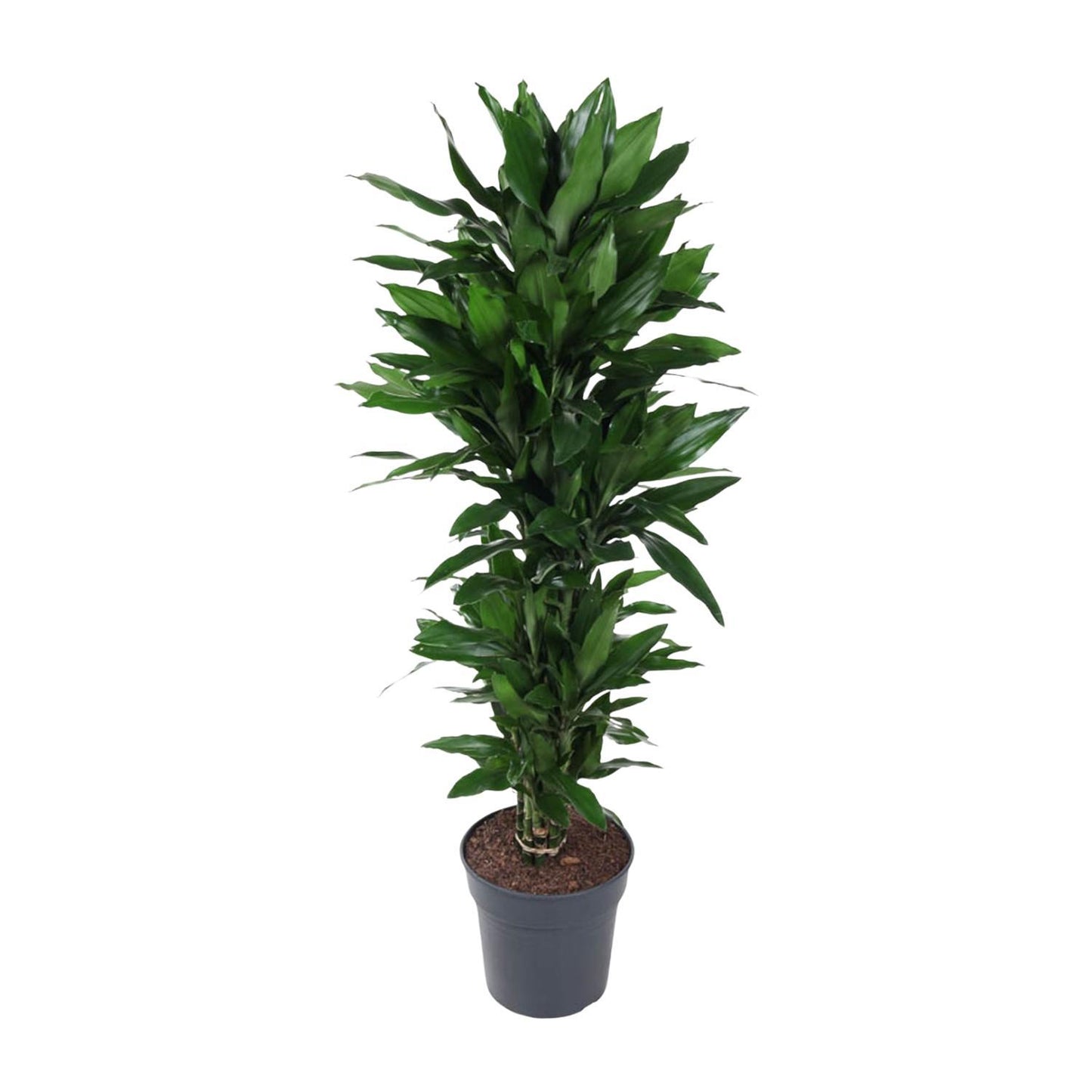 Dracaena Janet Lind vertakt - 150 cm - ø31