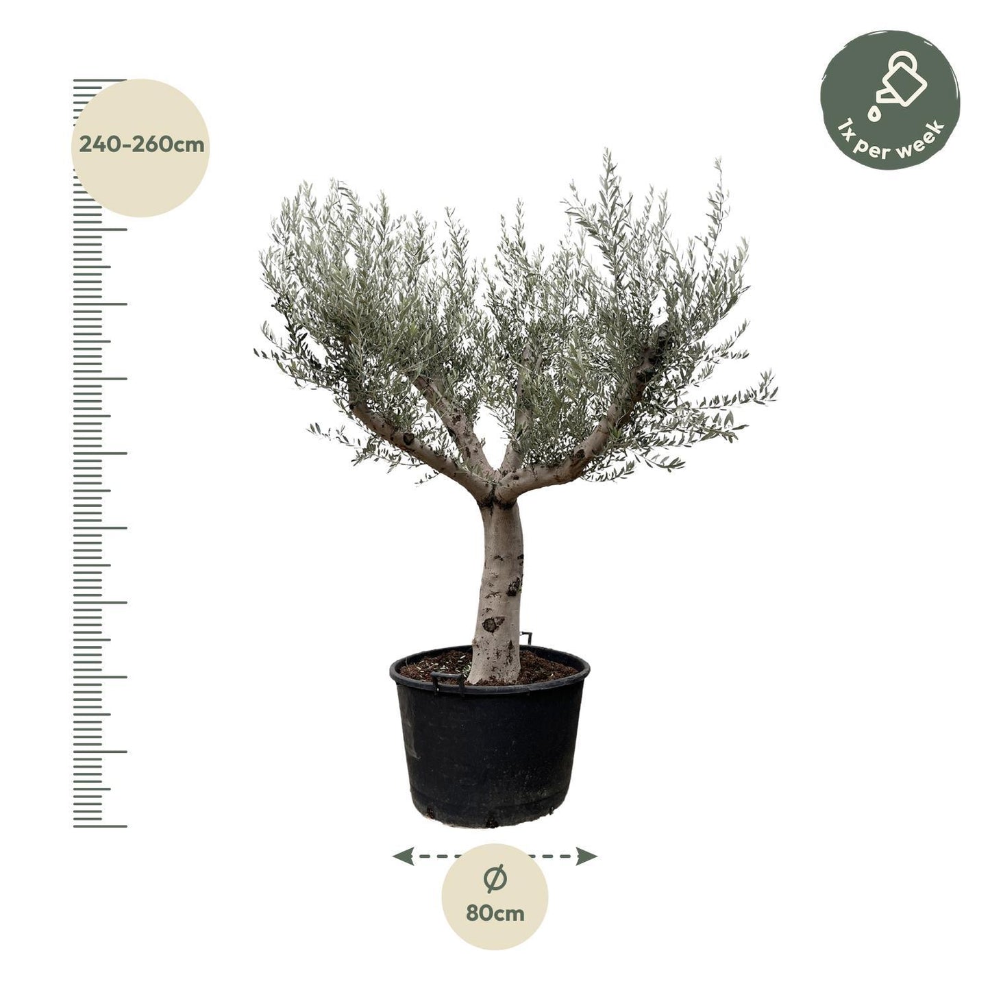 Olea europaea Cultivo – Großzügiger Olivenbaum für eindrucksvolle Außenbereiche (250 cm Höhe, Ø 80 cm)