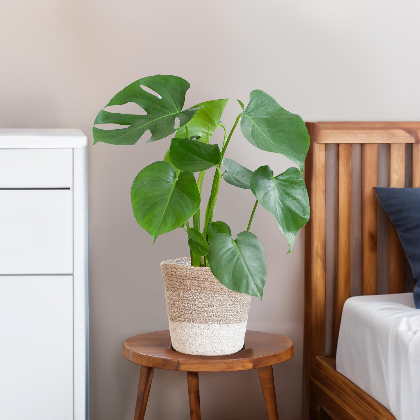 Monstera Deliciosa mit Lissabon Korb weiß- 50cm - Ø17