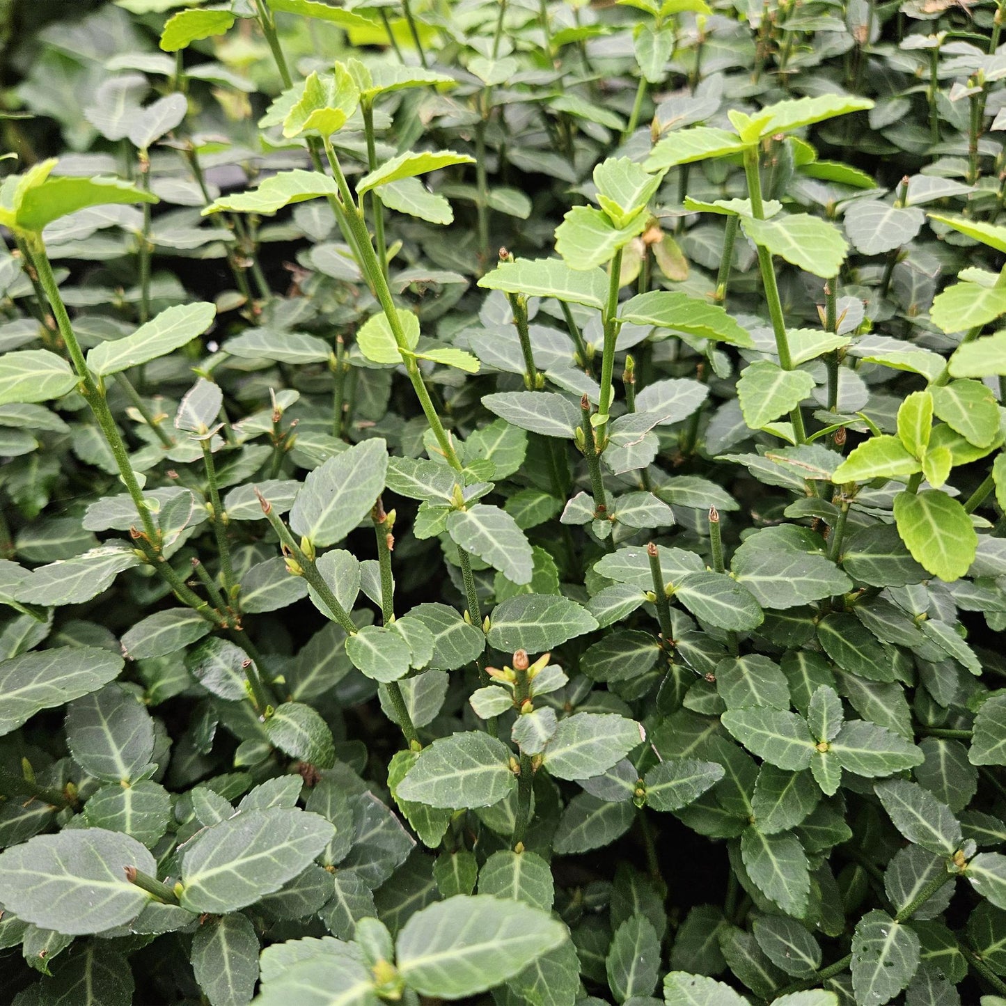 Euonymus fortunei radicans - ↕25cm - Ø9cm  - 20x