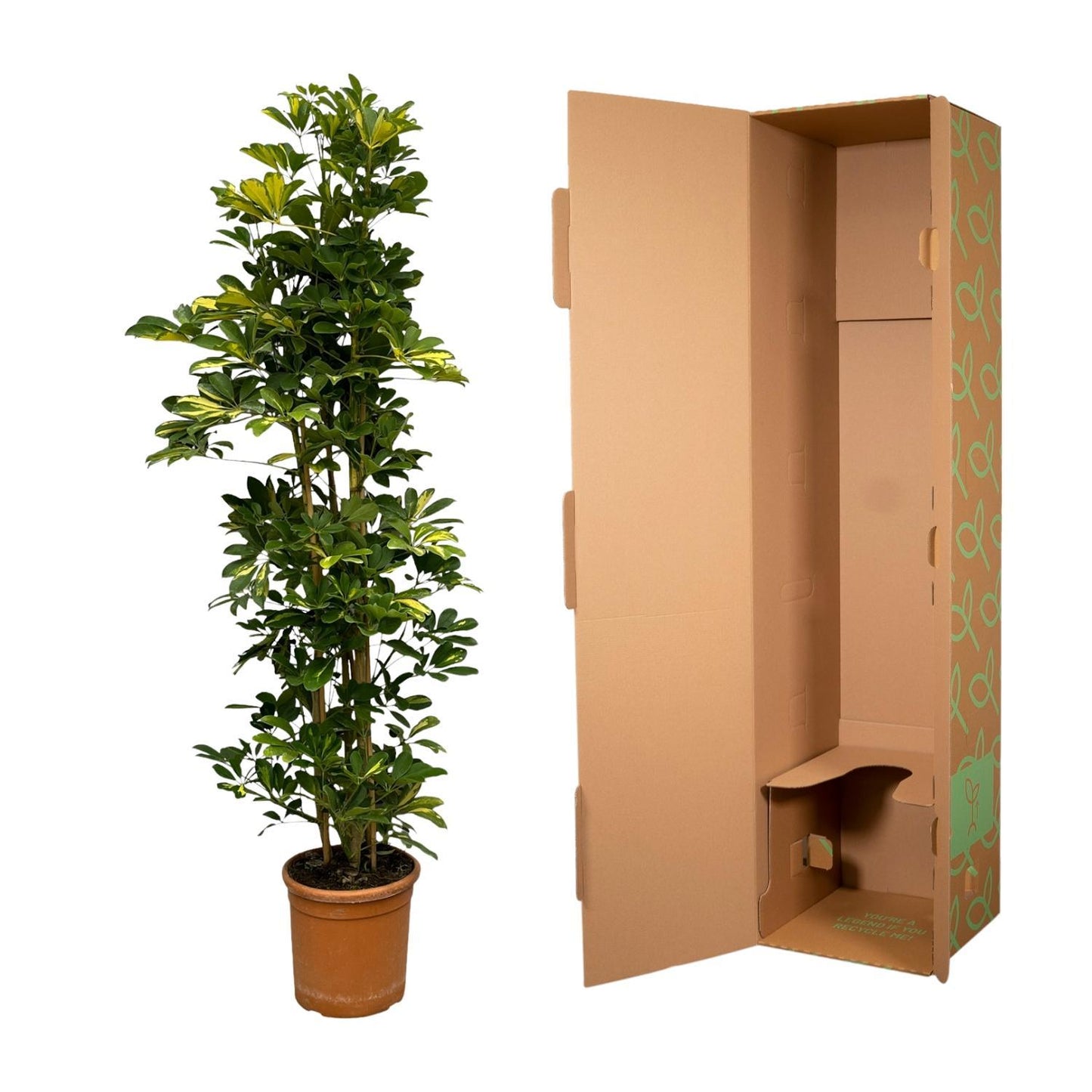 Schefflera Gold Capella Strauch - 160 cm - Ø30cm