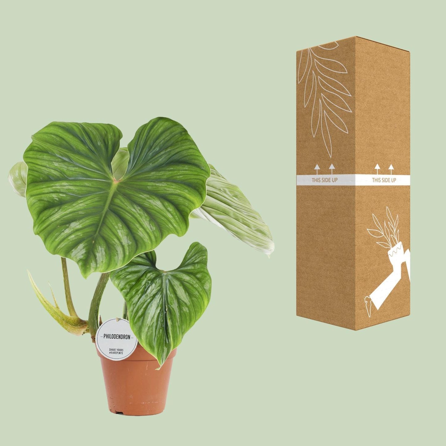 Philodendron Plowmanii – Prächtiger Kletterphilodendron für stilvolle Innenräume (Ø 15 cm, Höhe 50 cm)