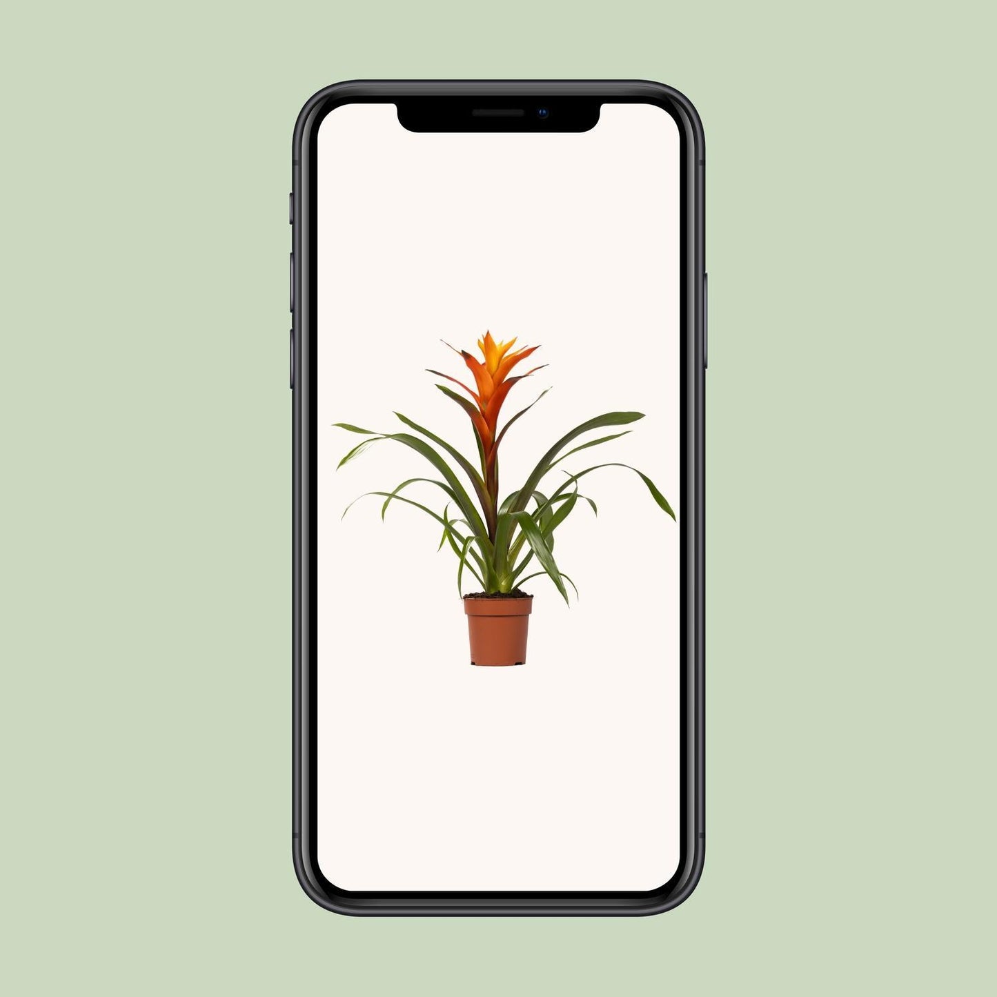 Guzmania Variada – Ø12 cm – ↕50 cm