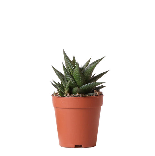 Kolibri Greens | Grünpflanze - Sukkulente Haworthia Limifolia - Topfgröße Ø9cm - grüne Zimmerpflanze - frisch aus der Gärtnerei