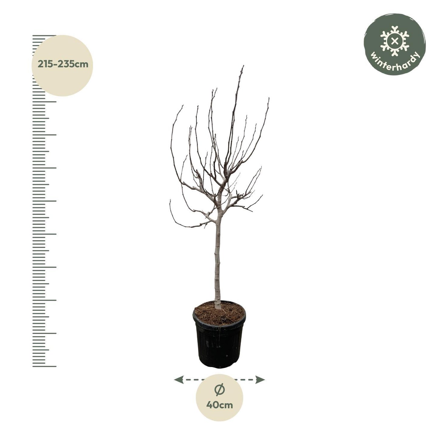 Ficus Carica am stamm - 225 cm - ø40cm