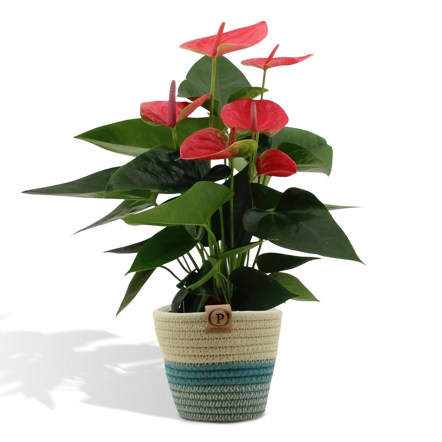 Anthurium Andreanum  Sweet Dream inkl. PURE Korb- 45cm - Ø12