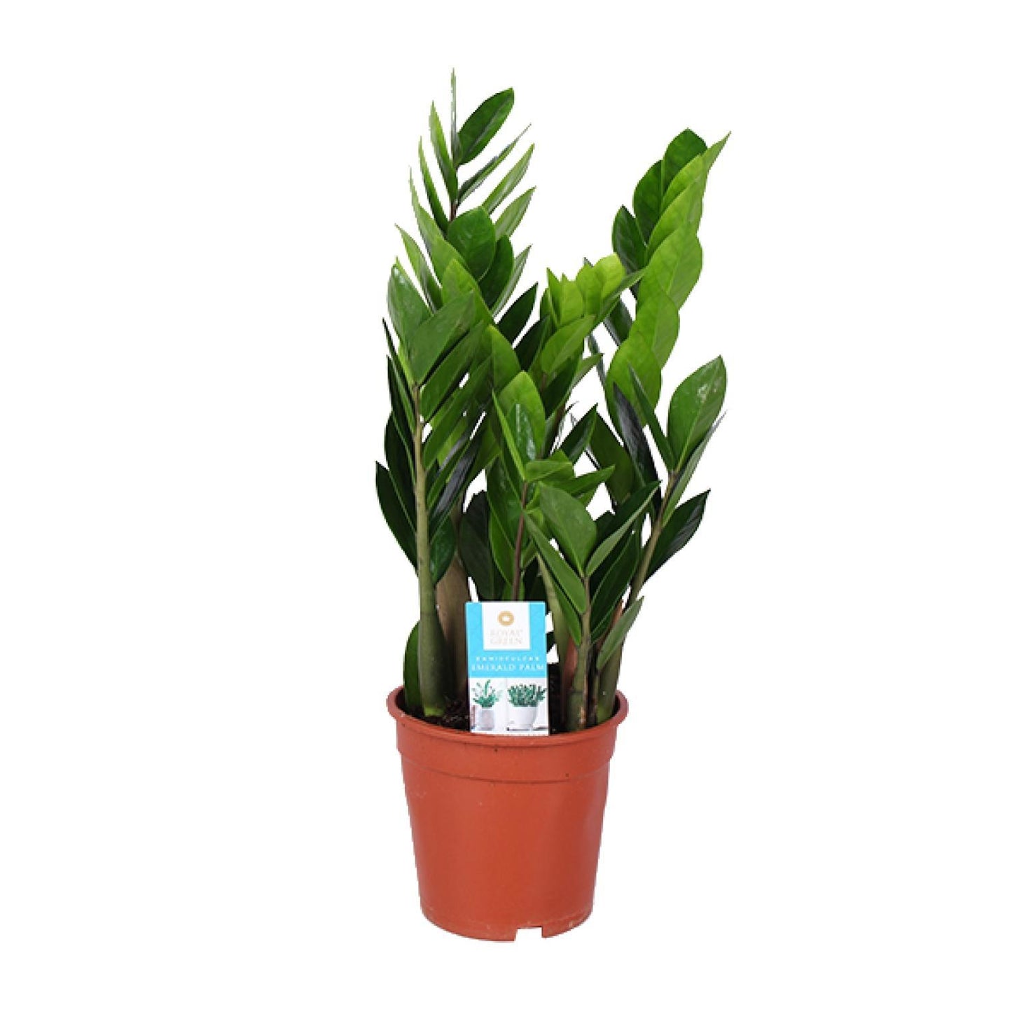 Zamioculcas Zamiifolia (Glücksfeder) - Ø17cm - ↕60cm