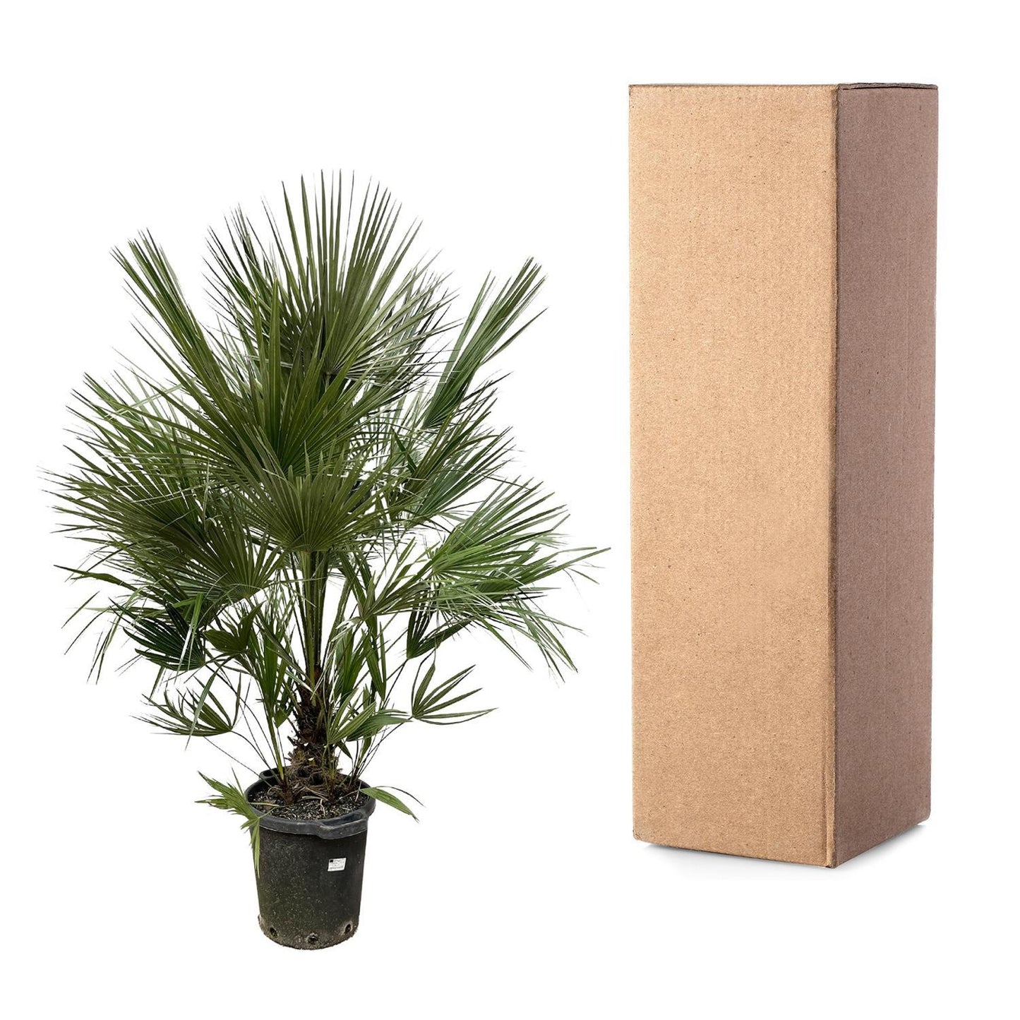 Chamaerops Humilis Strauch - 200 cm - Ø40 cm | Majestätische Zwergpalme für Exotisches Ambiente