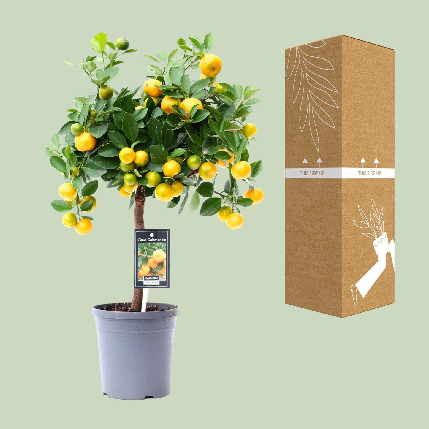 Citrus Calamondin - Ø15 cm - ↕45 cm | Kompakte Zitruspflanze mit Exotischem Charme