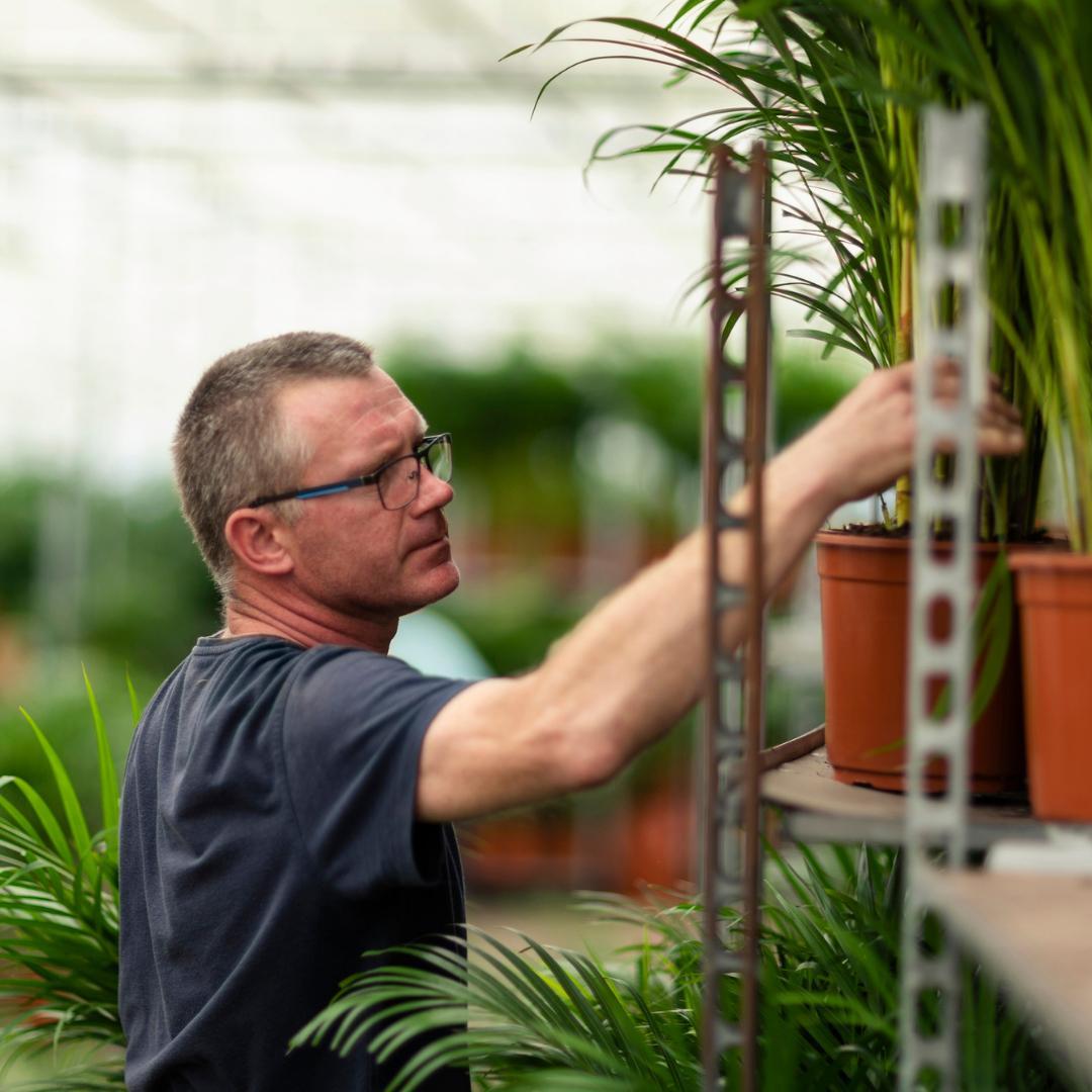 2x Dracaena - Höhe 90 cm - Ø17 cm | Pflegeleichte Zimmerpflanze für stilvolle Dekoration