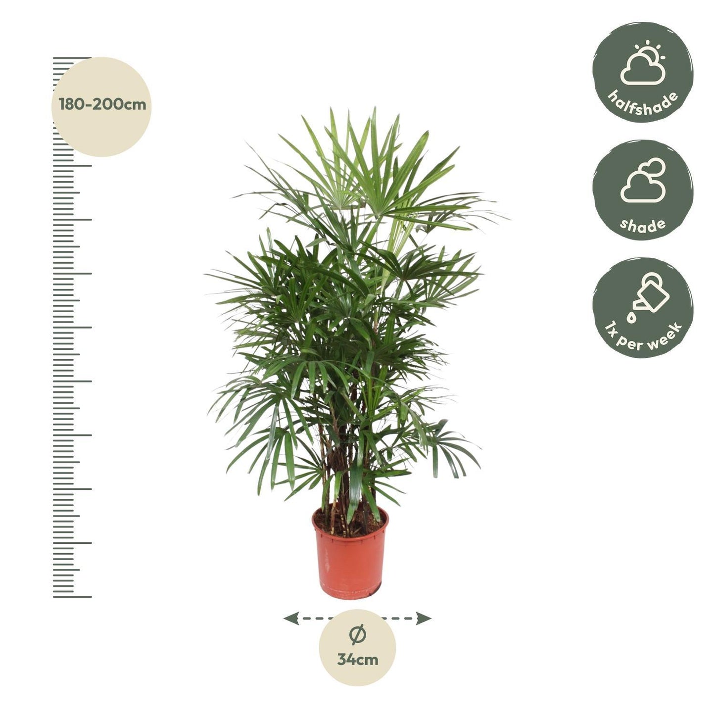 Rhapis Excelsa - 190 cm - ø34 cm