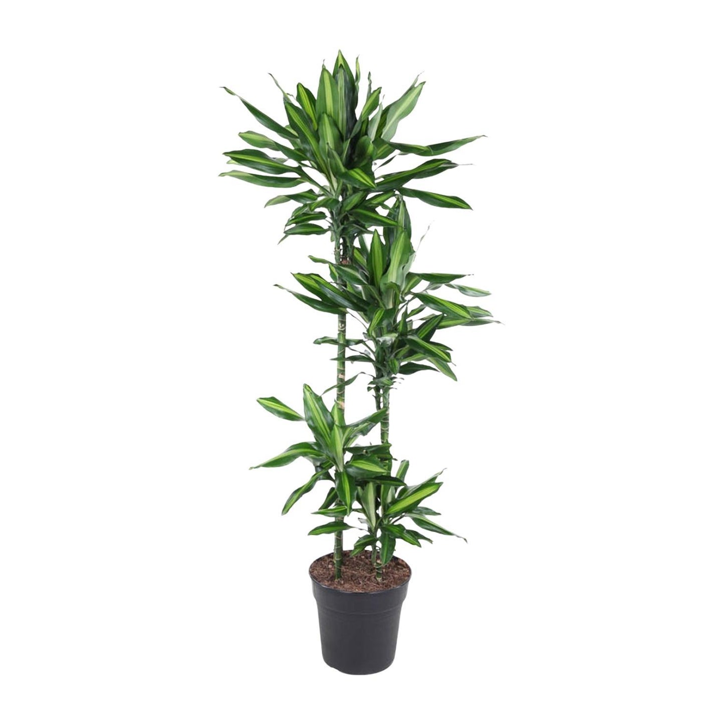 Dracaena Cintho - 150 cm - ø27