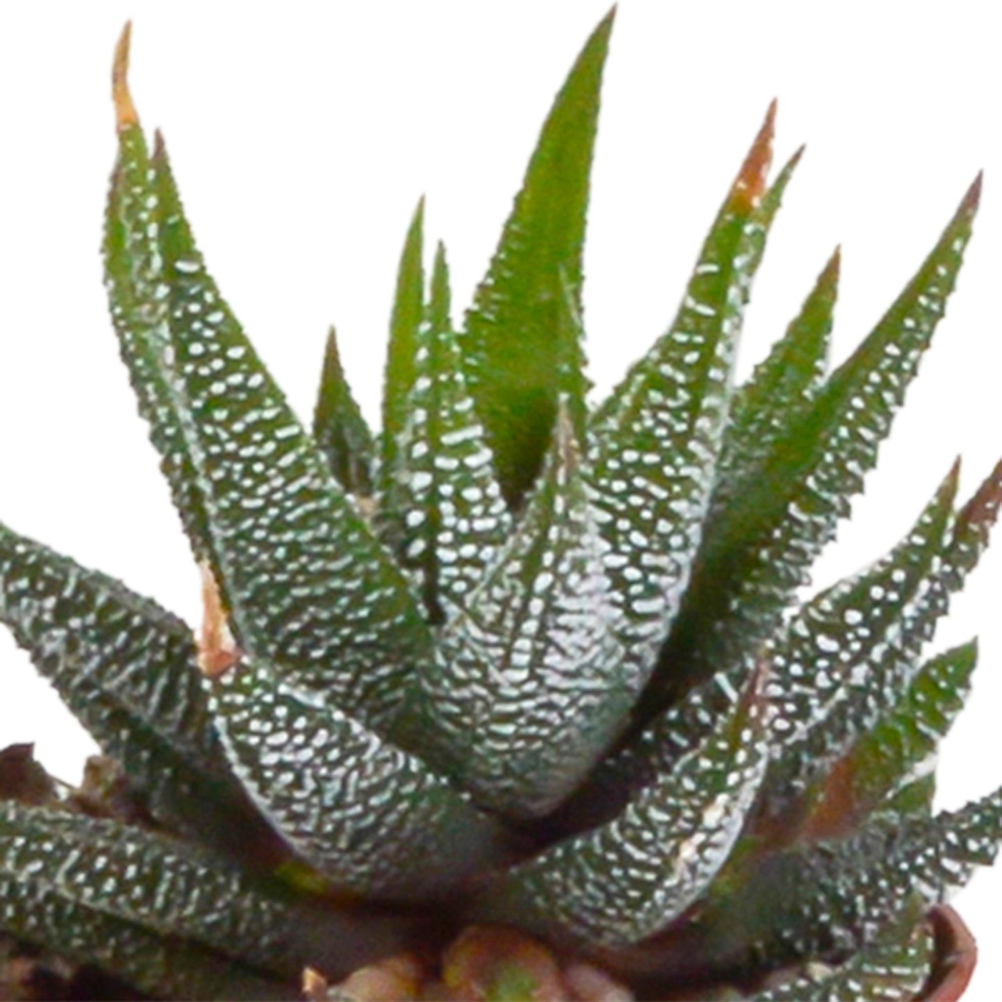 Gasteria/Haworthia-Mischung 5,5cm - mit weißen Top - 5x