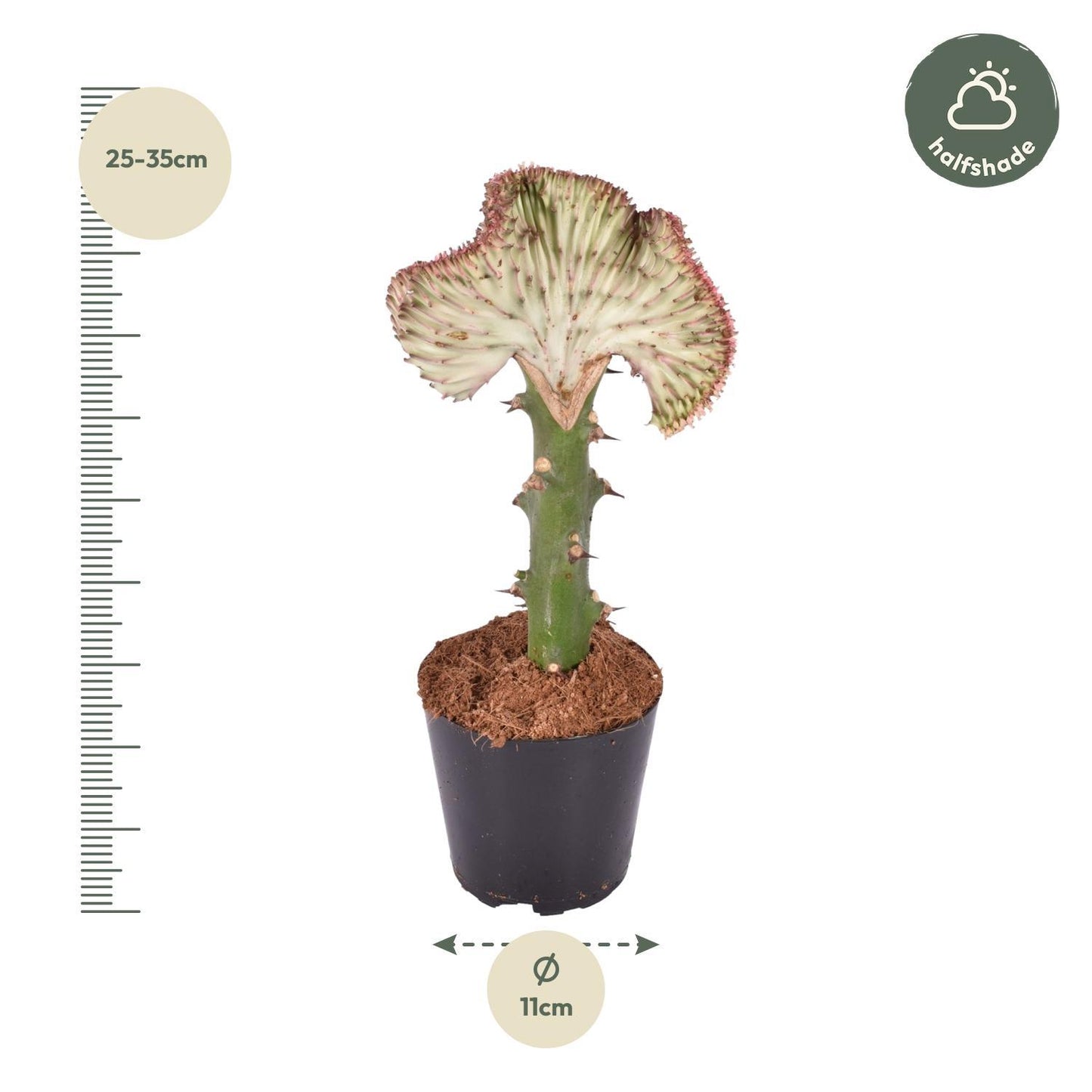 Euphorbia lactea Cristata Rot- 30 cm - ø10,5