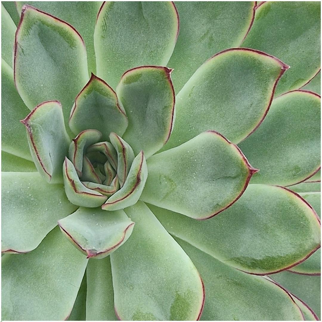 ROOTLESS Succulent Echeveria Pulidonis in Schale 'rosa' Ø20 cm - ↕5 cm