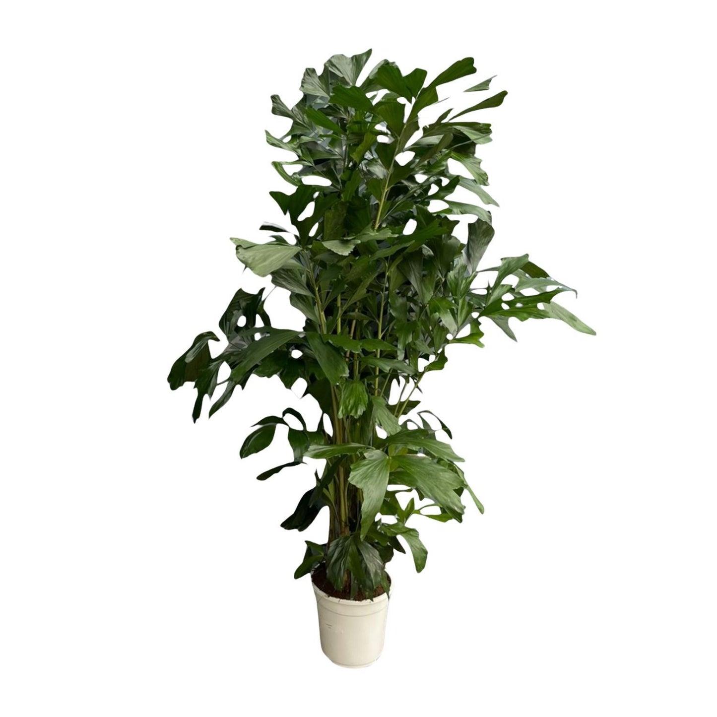 Caryota Mitis - 170 cm - Ø24 | Prächtige Tropenpalme für Exklusives Flair