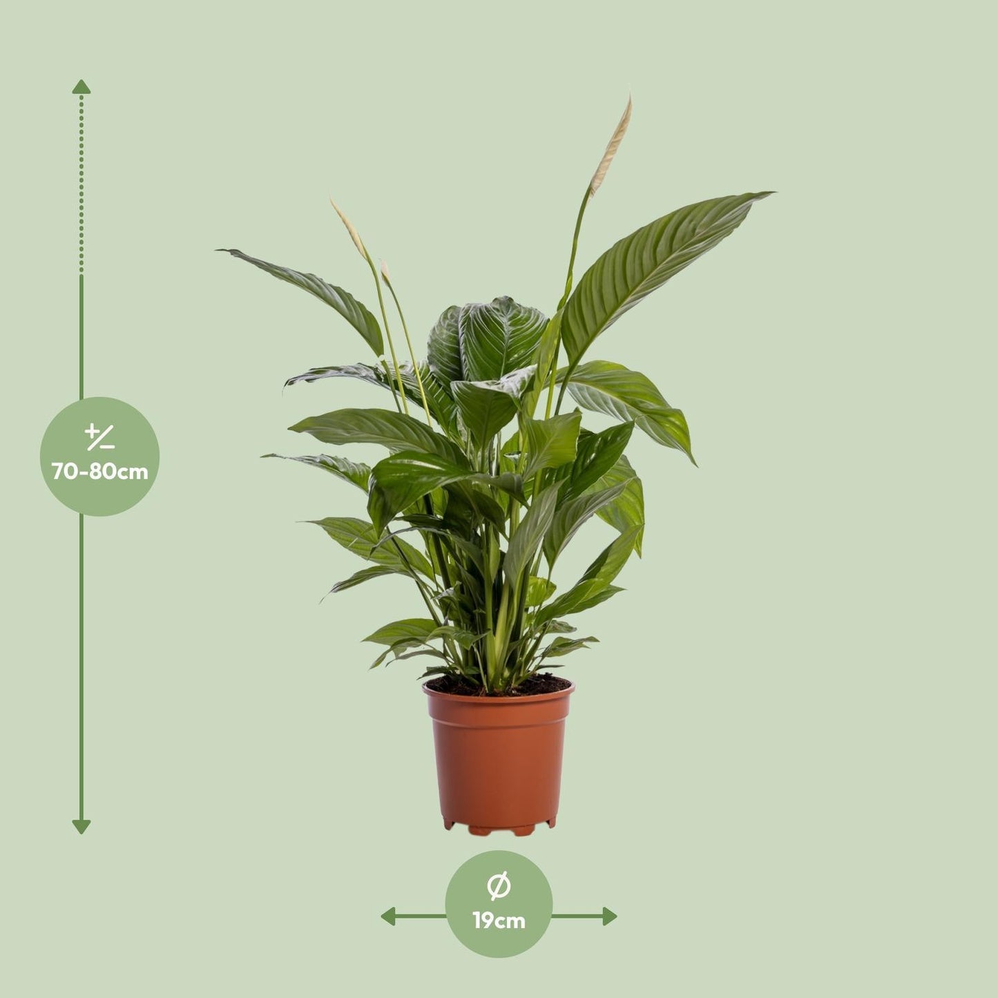 Spathiphyllum 'Bingo Cupido' - Ø19cm - ↕80cm | Große Friedenslilie für bessere Raumluft