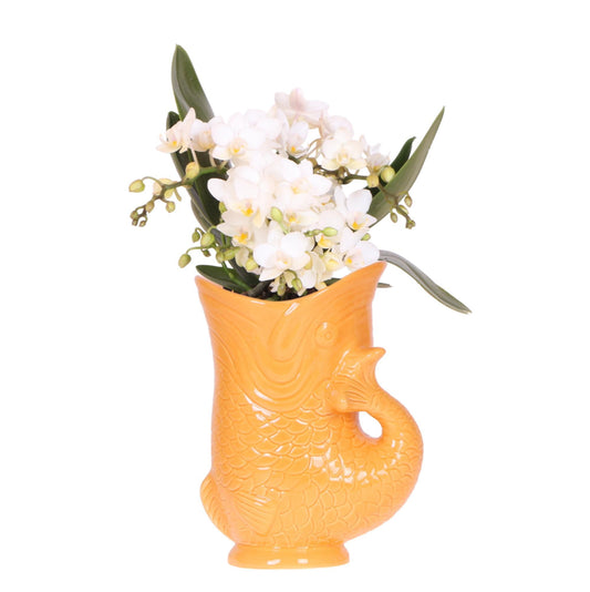 Kolibri Orchids | Weiße Orchidee 'Nazaré' + Fischtopf orange - Topfgröße Ø9cm | blühende Zimmerpflanze - frisch vom Züchter