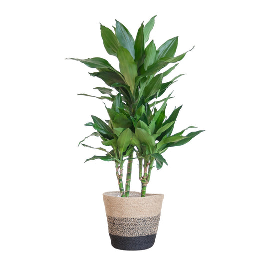 Dracaena  Janet Lindt mit Pflanzkorb Lissabon Schwarz - 95cm - Ø21