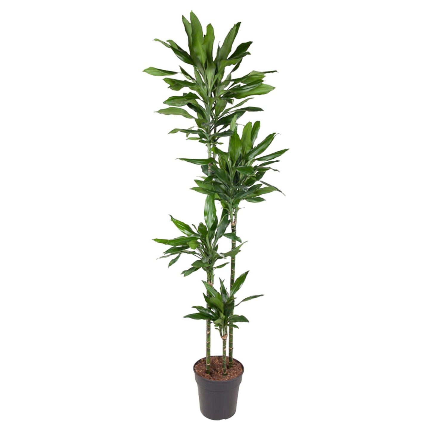 Dracaena Janet Lind - 180 cm - ø27