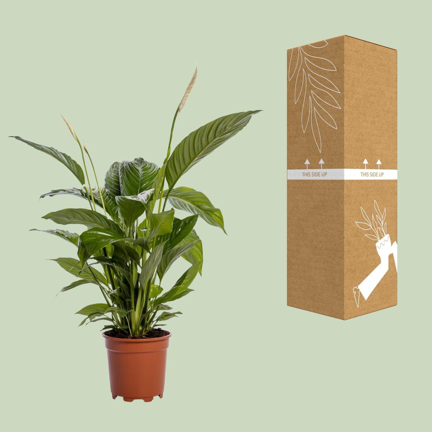 Spathiphyllum 'Bingo Cupido' - Ø19cm - ↕80cm | Große Friedenslilie für bessere Raumluft