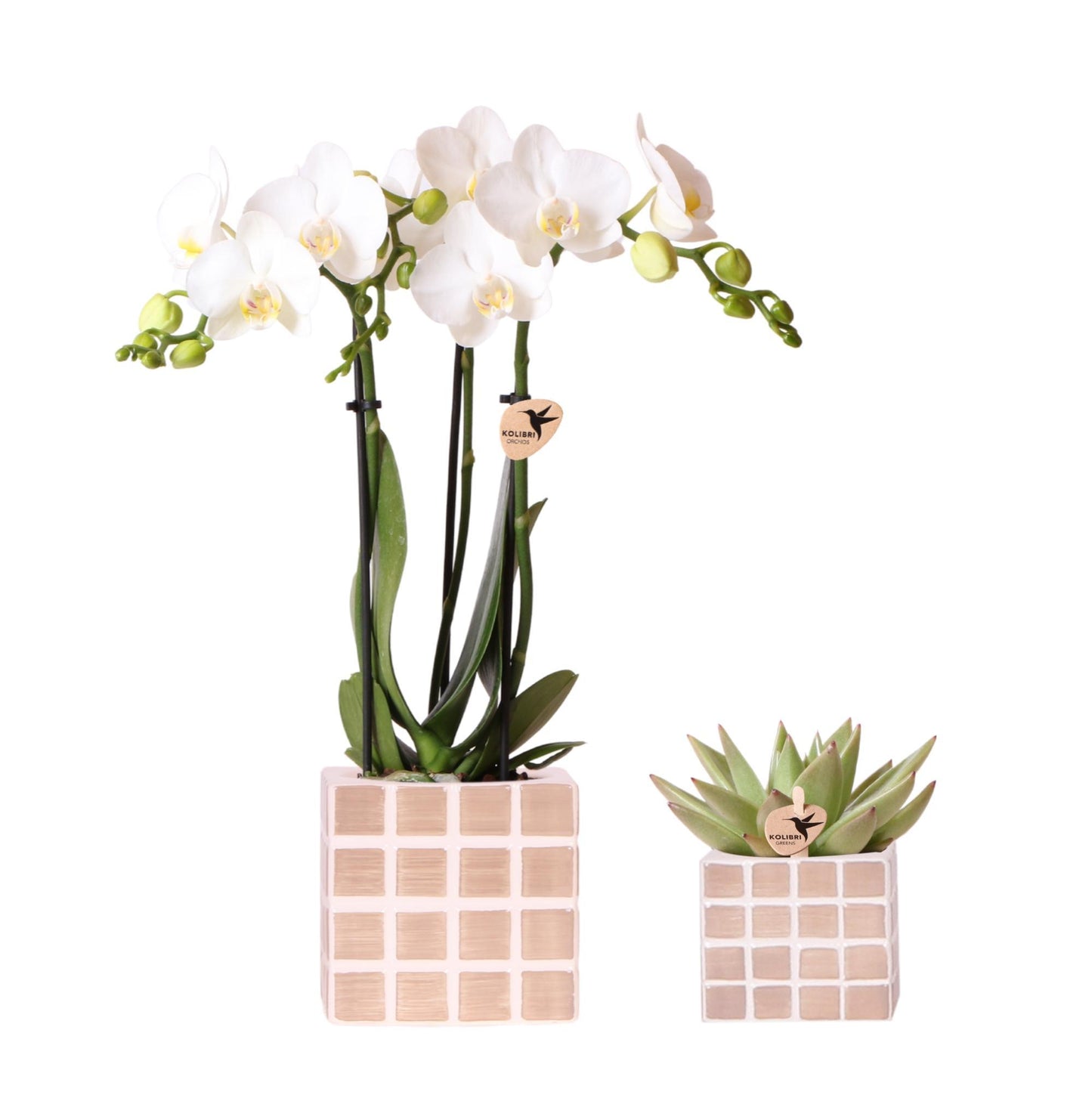 Kolibri Orchids | Set aus weißer Amabilis-Orchidee und Sukkulente in Mosa Dekotöpfen braun - Topfgröße Ø9cm & Ø6cm | blühende Zimmerpflanze - frisch vom Züchter