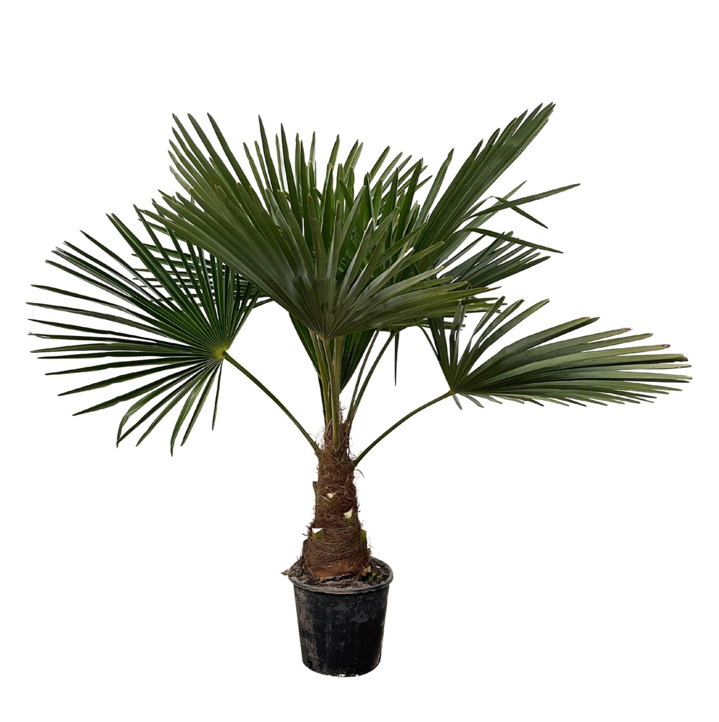 Trachycarpus - 90cm- Ø21